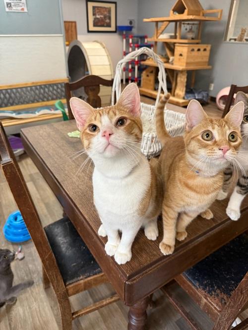 Click for full size picture - Cat 26878 (Buster)