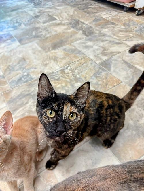 Kitten 26978