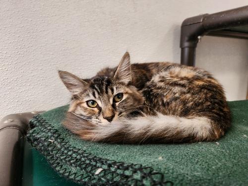 Kitten 27378(Elenore)