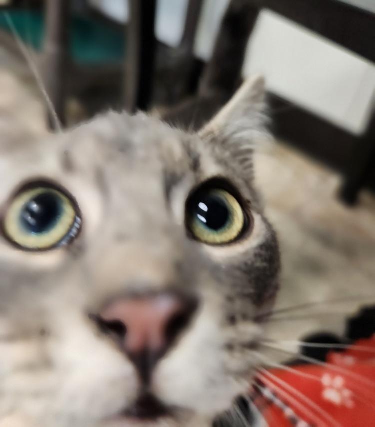 Kitten 27478 (Silver)