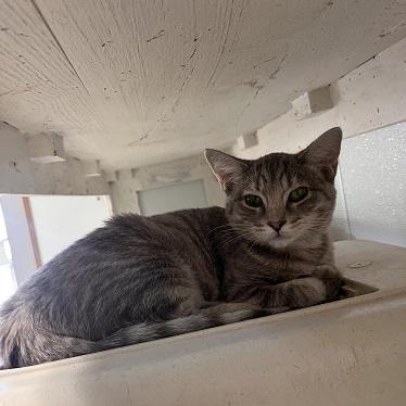 Kitten 27878 (Anna)