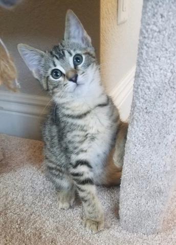 Archie Archie