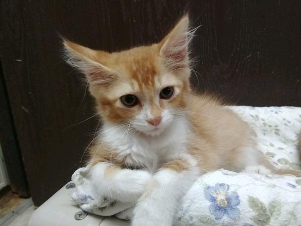 Kitten 17379 Kitten 17379