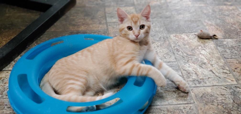 Kitten 19779 (Jellybean) Kitten 19779 (Jellybean)