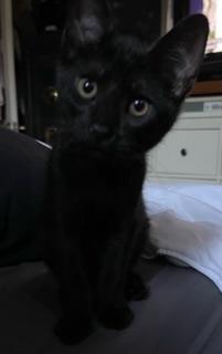 Simon Simon