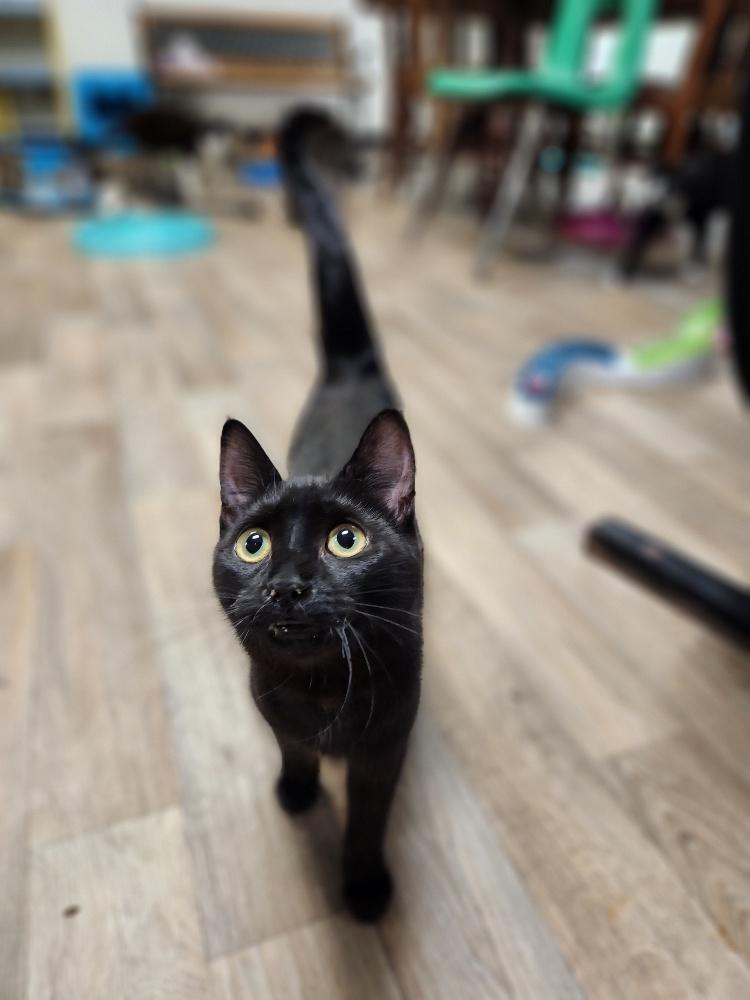 Cat 26579 Cat 26579