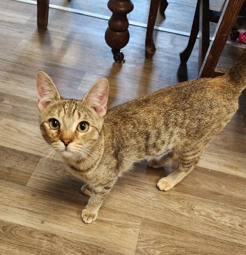Cat 26879 (Pigeon)