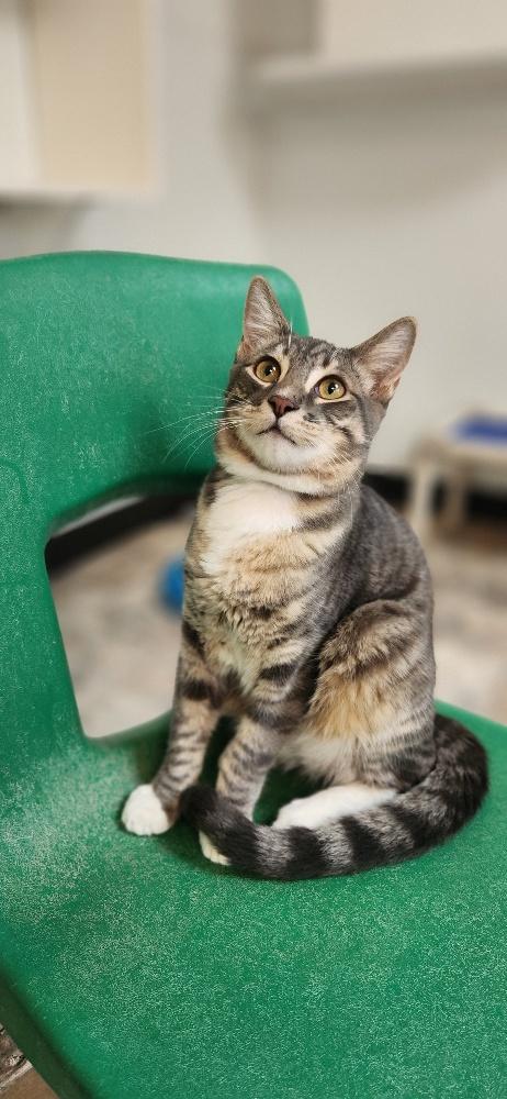 Click for full size picture - Cat 27879 (Sven)