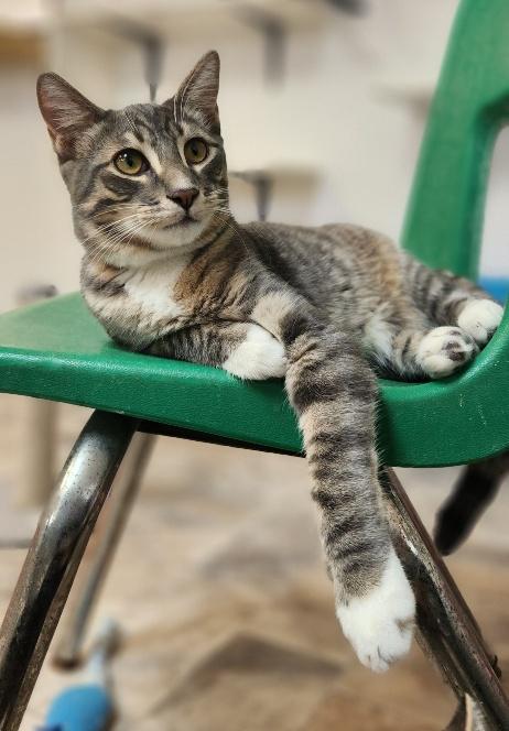 Click for full size picture - Cat 27879 (Sven)
