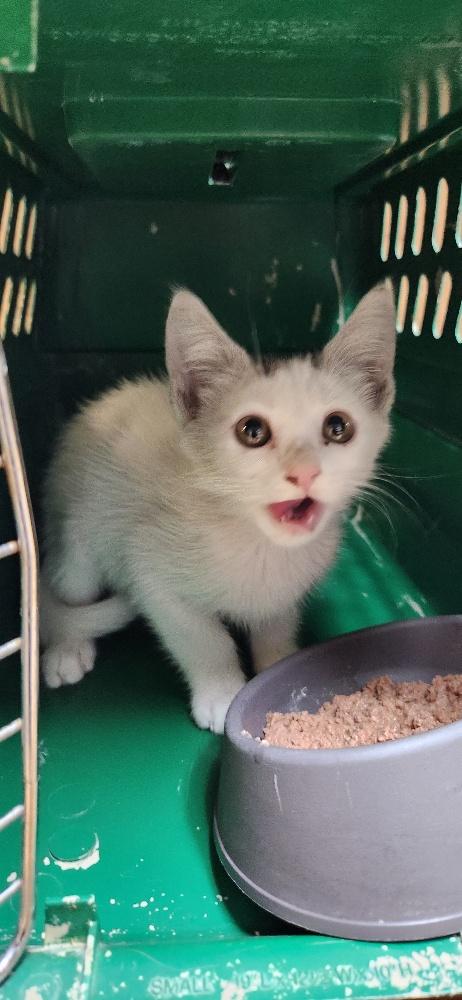 Click for full size picture - Kitten 28179 (Buck Star)