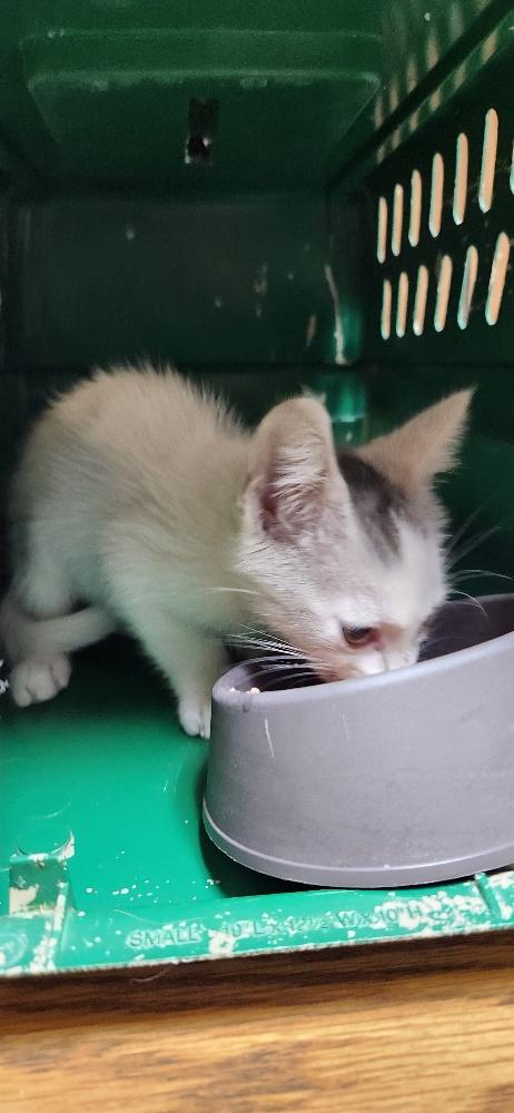 Click for full size picture - Kitten 28179 (Buck Star)