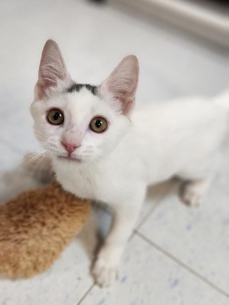 Click for full size picture - Kitten 28179 (Buck Star)