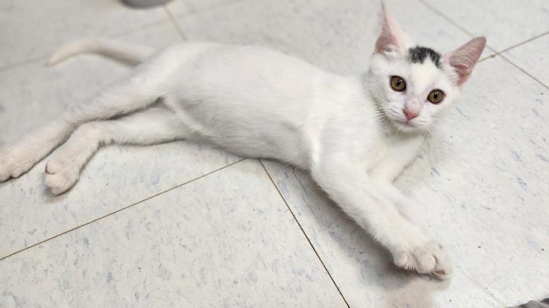 Click for full size picture - Kitten 28179 (Buck Star)