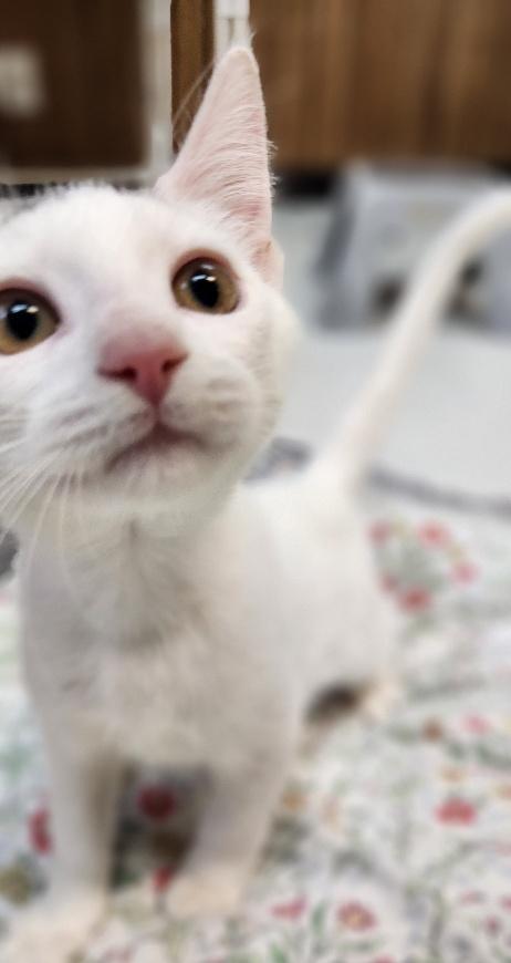 Click for full size picture - Kitten 28179 (Buck Star)
