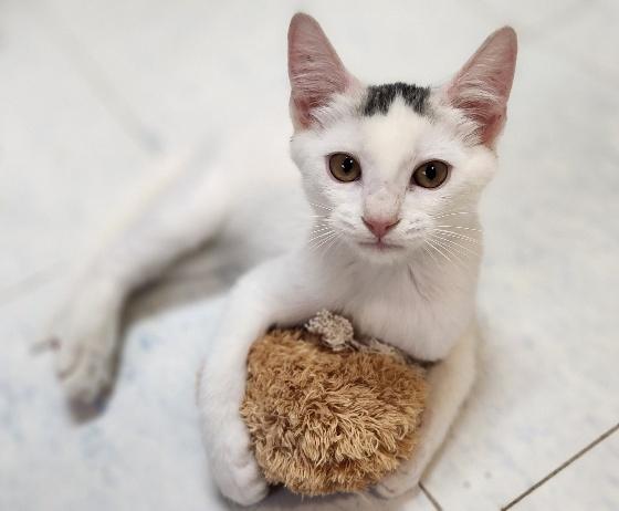 Kitten 28179 (Buck Star)