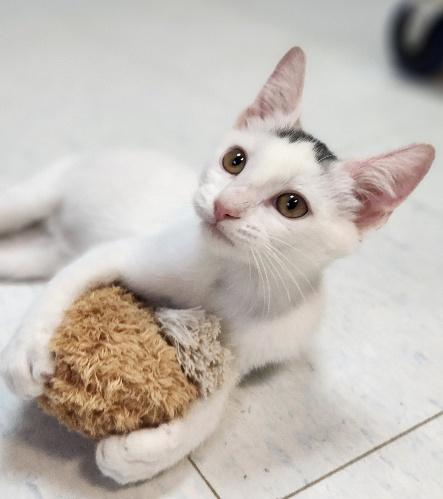 Click for full size picture - Kitten 28179 (Buck Star)