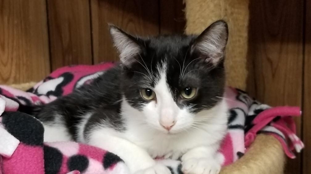 Kitten 17880 Kitten 17880
