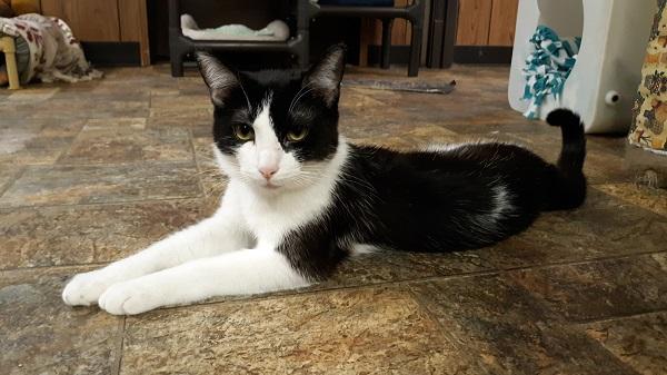 Cat 17880 Cat 17880
