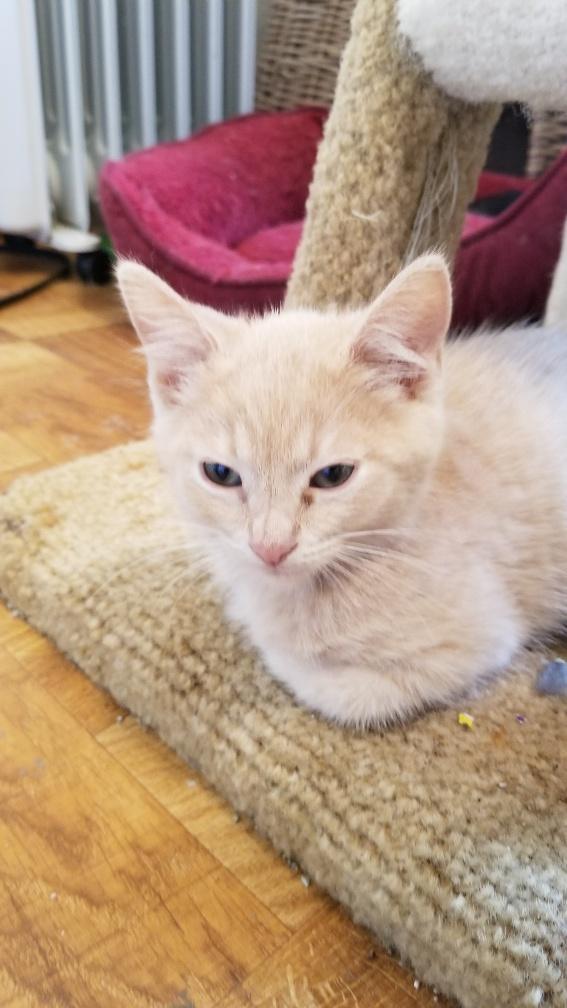 Kitten 19380 Kitten 19380
