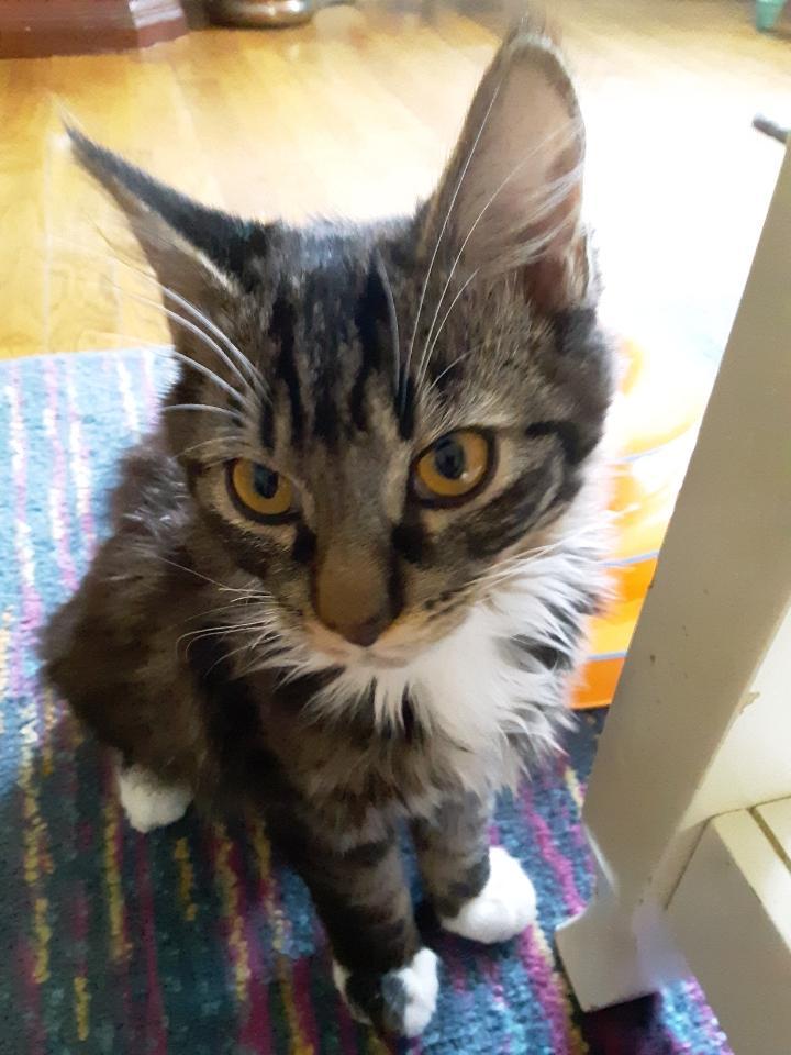 Gizmo Gizmo