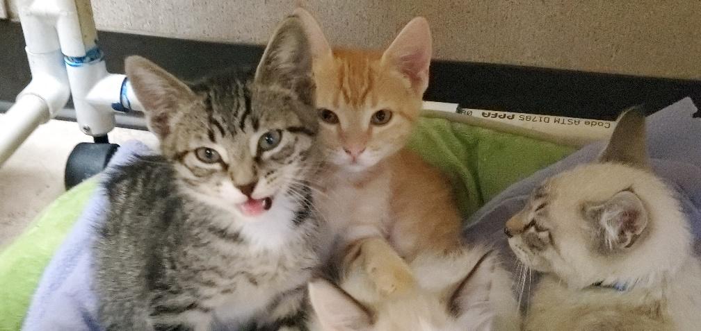 Kitten 20680 Kitten 20680