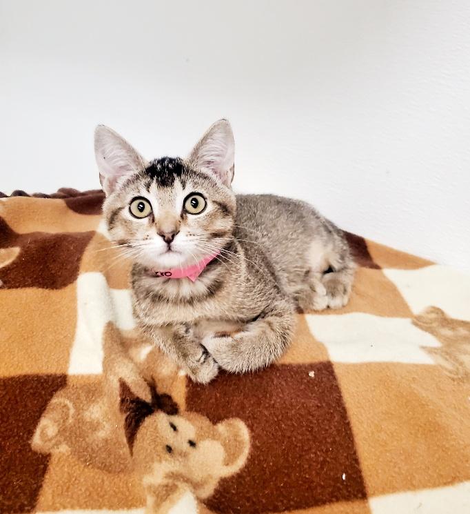 Kitten 24680 (Abby) Kitten 24680 (Abby)