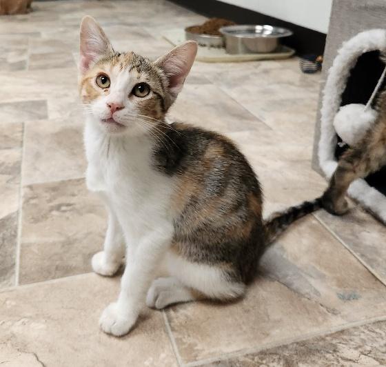Kitten 26880 (Casey) Kitten 26880 (Casey)