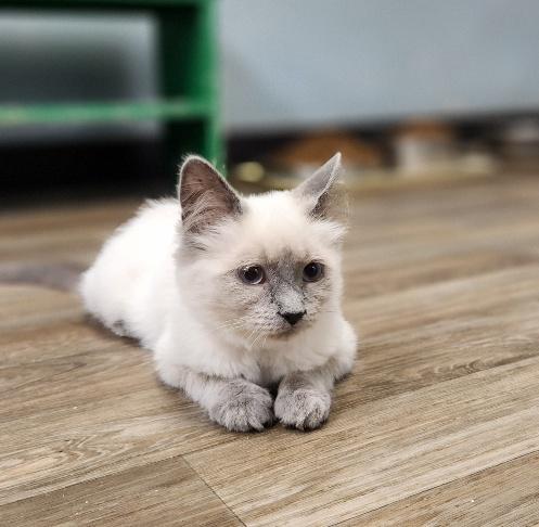 Kitten 26980 (Jenny) Kitten 26980 (Jenny)