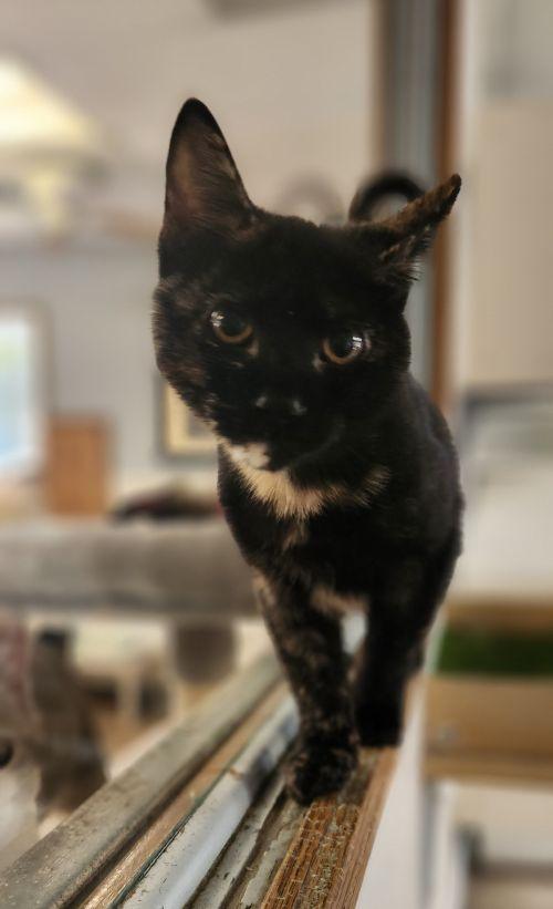 Kitten 28180 (Padma)