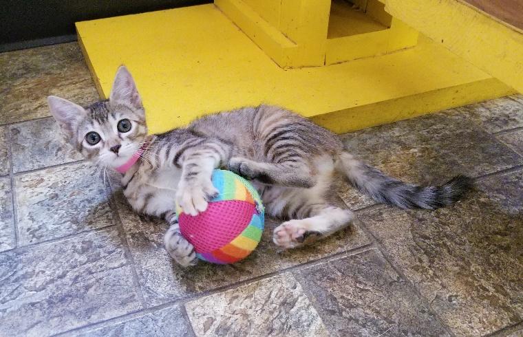 Kitten 17281 Kitten 17281