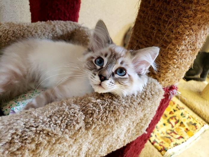 Kitten 17581 Kitten 17581