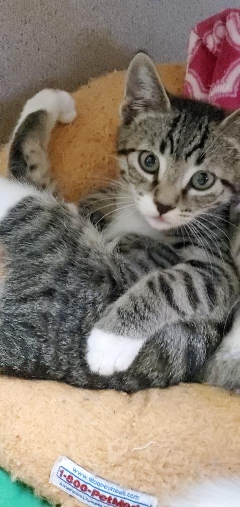 Kitten 20681 Kitten 20681