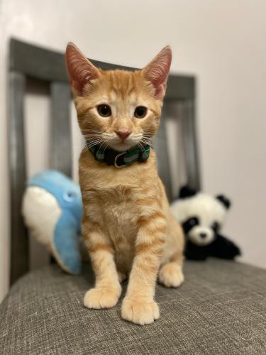 Nigel Nigel