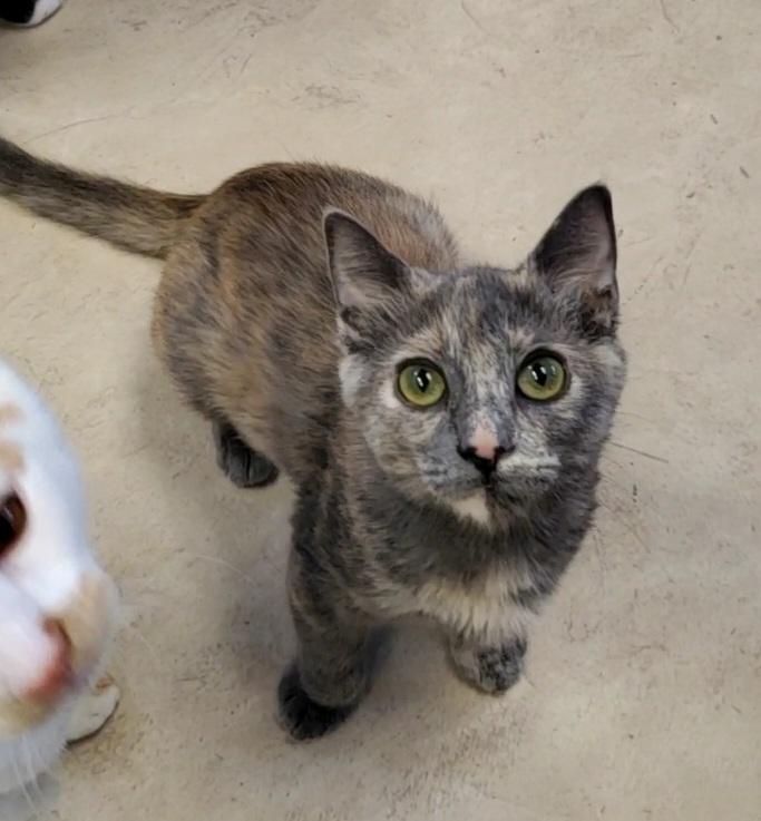 Kitten 23981 (Rebecca) Kitten 23981 (Rebecca)