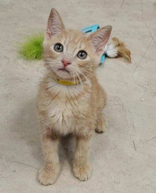 Kitten 24381 (Cody) Kitten 24381 (Cody)