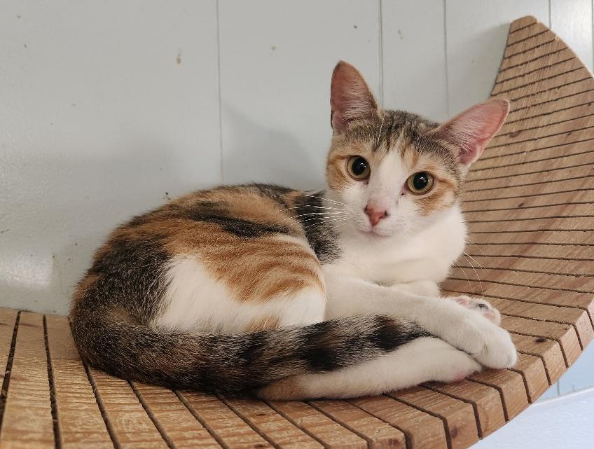 Mom Cat 26881 (Nancy) Mom Cat 26881 (Nancy)