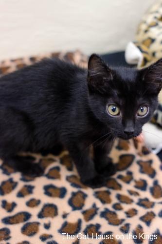 Bagheera Bagheera
