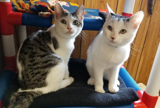Kitten 17283 Kitten 17283