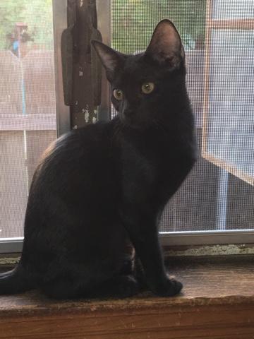 Licorice Licorice