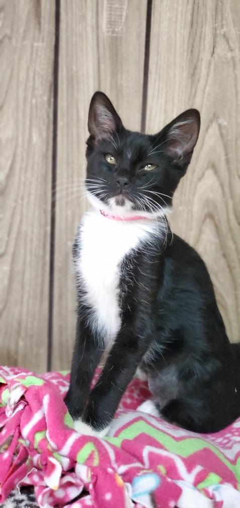 Kitten 20583 Kitten 20583