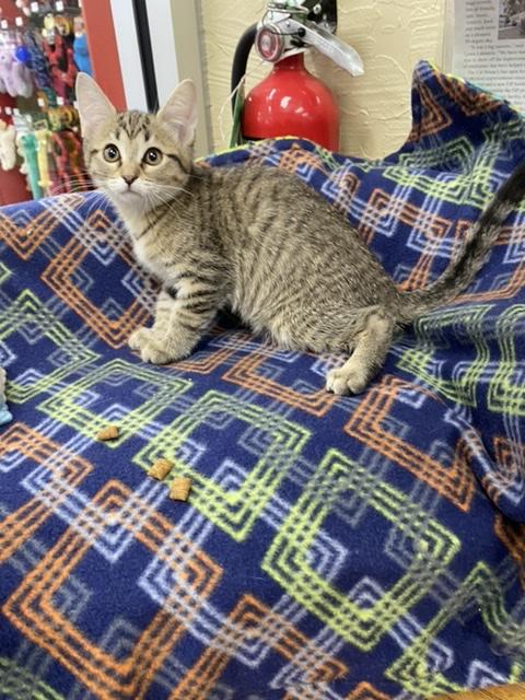 Cleopatra Cleopatra