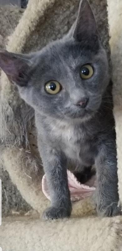 Freyja Freyja
