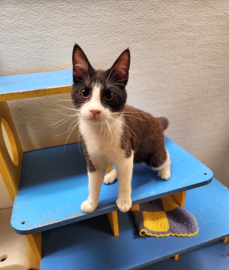 Cat 26383 (Wilbur) Cat 26383 (Wilbur)