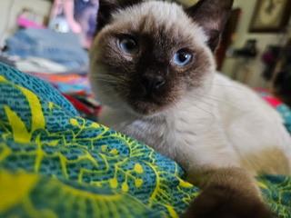 Perseus Perseus
