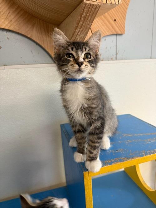 Kitten 26983 (Chevy) Kitten 26983 (Chevy)