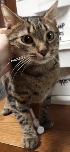 Cat 20584 Cat 20584