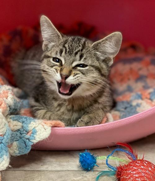 Kitten 24384 (Montana) Kitten 24384 (Montana)