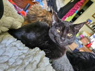 Circe