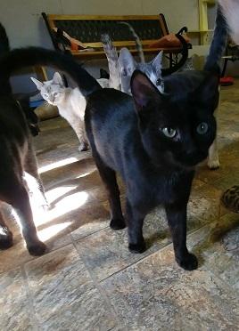 Cat 15385 (Binxy) Cat 15385 (Binxy)