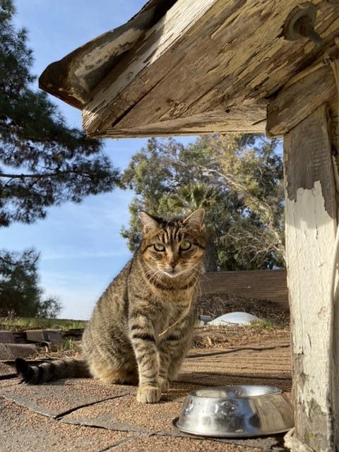 Miss Kitty Miss Kitty